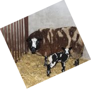 Lammetjes geboren!